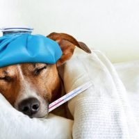 Tu perro podría estar exagerando síntomas para recibir mimos
