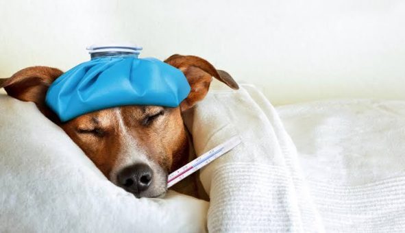 Tu perro podría estar exagerando síntomas para recibir mimos