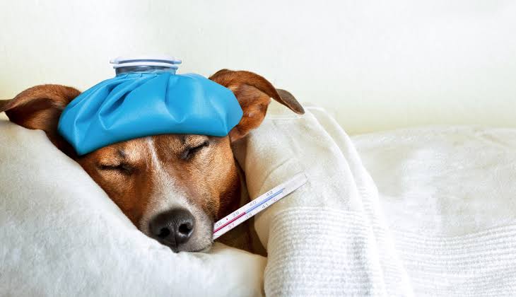 Tu perro podría estar exagerando síntomas para recibir mimos
