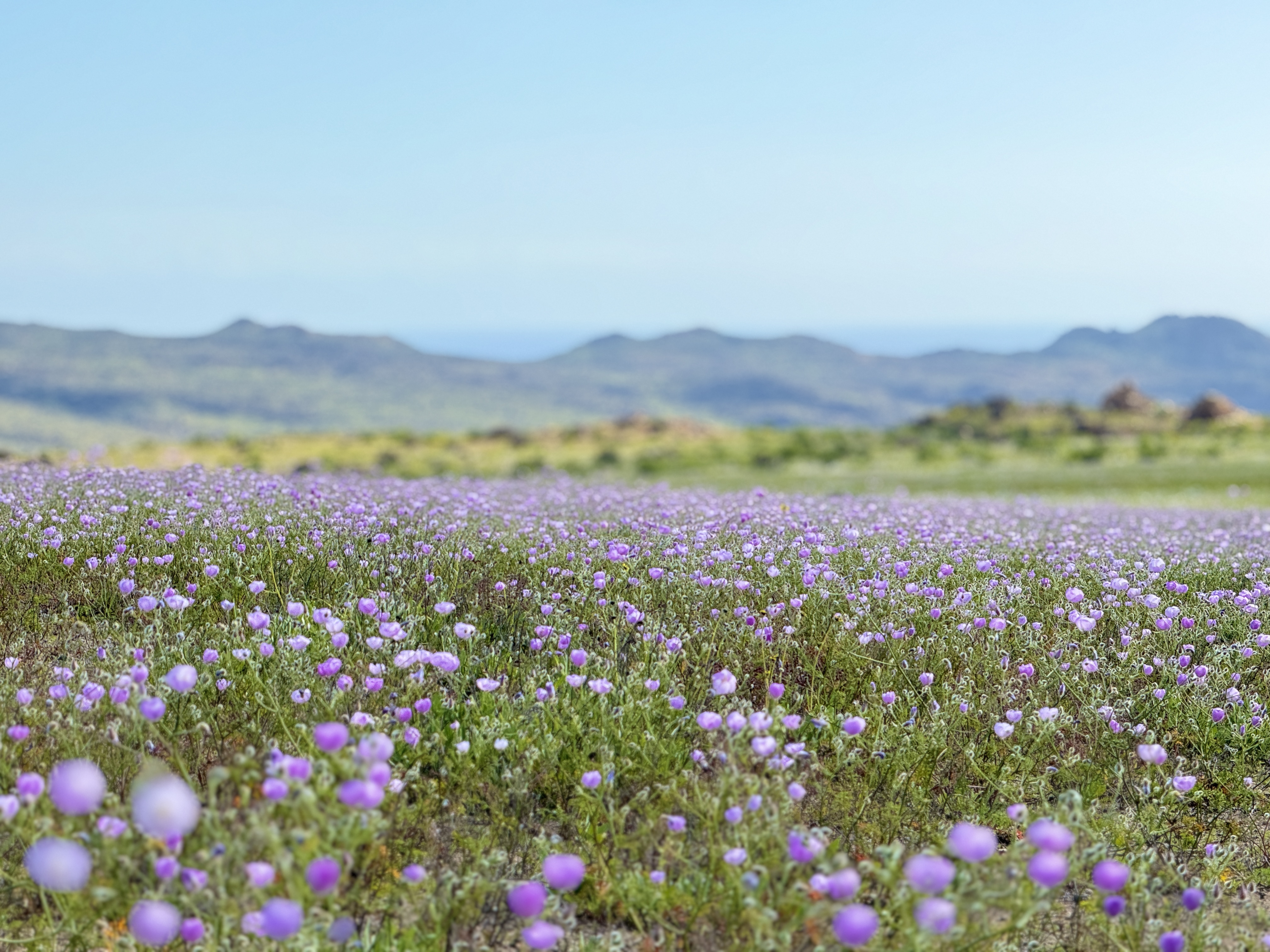 Atacama se llena de flores con  un Desierto Florido excepcional