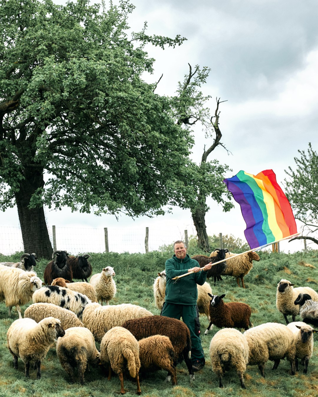 Crean en Alemania un santuario para ovejas homosexuales