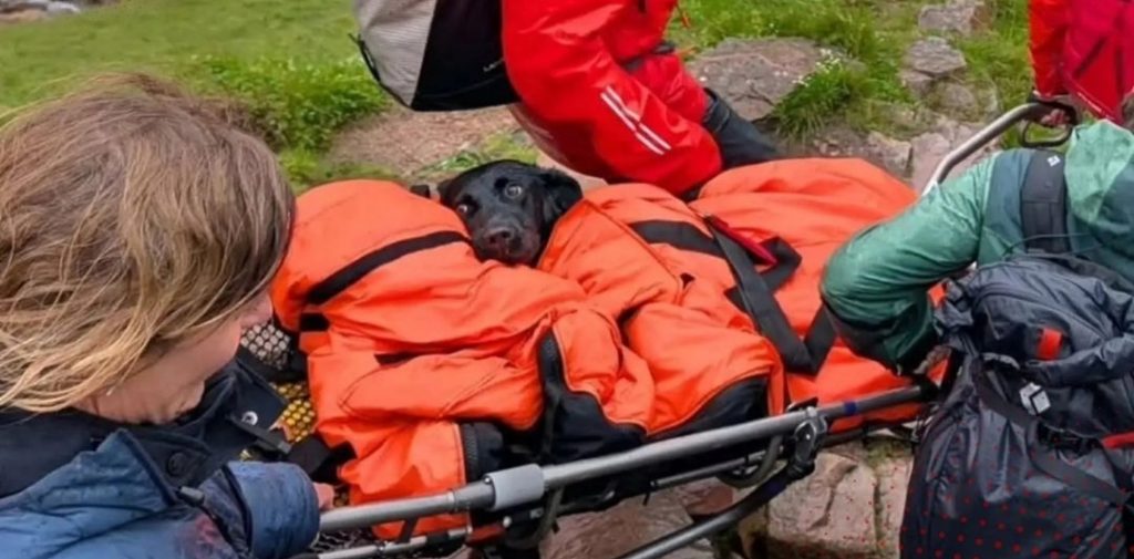 Perro comió cannabis, escapó de casa y terminó en la montaña más alta del Reino Unido