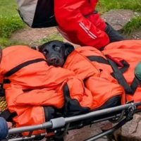 Perro comió cannabis, escapó de casa y terminó en la montaña más alta del Reino Unido