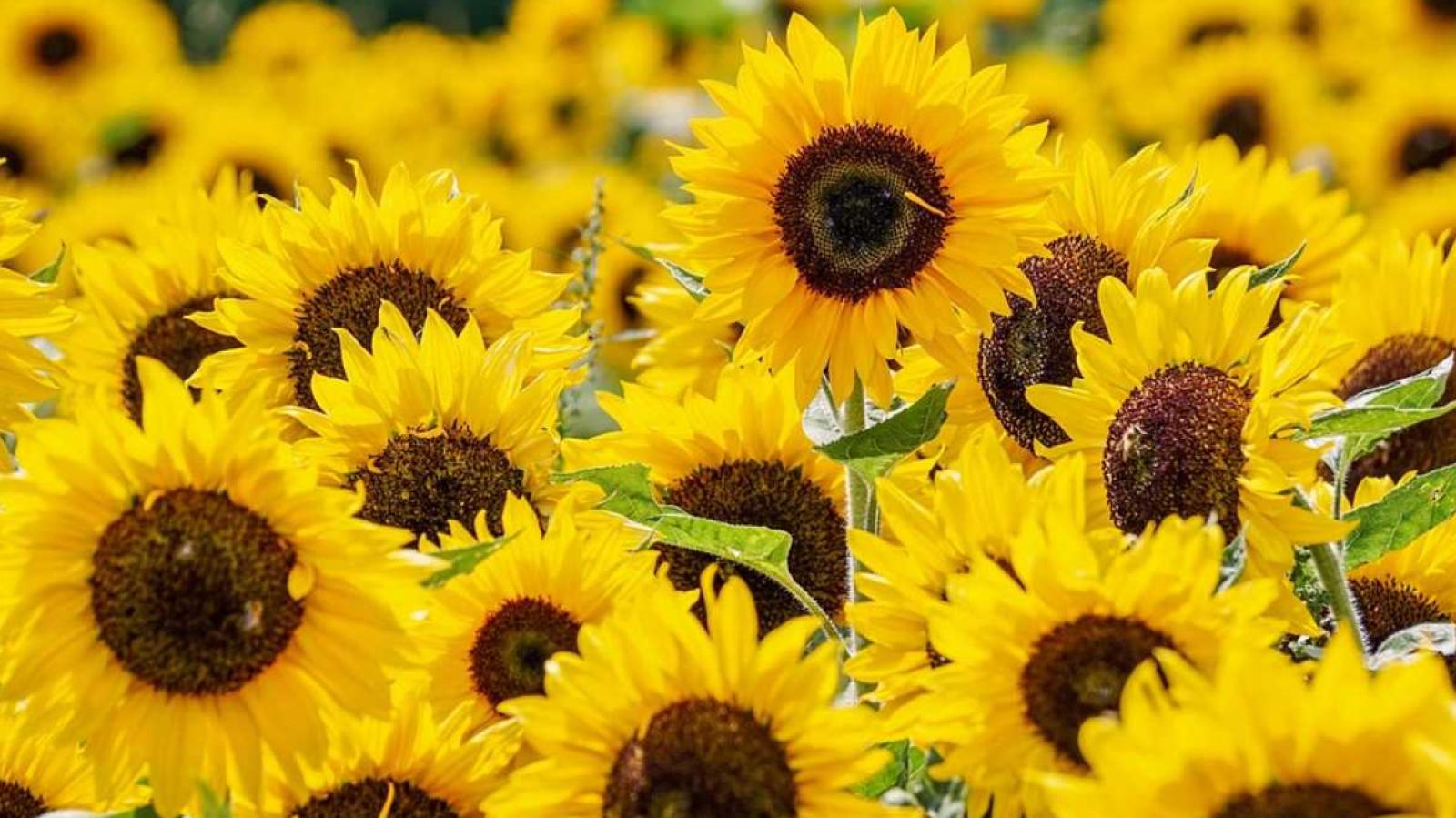¿Por qué hoy se regalan flores amarillas?