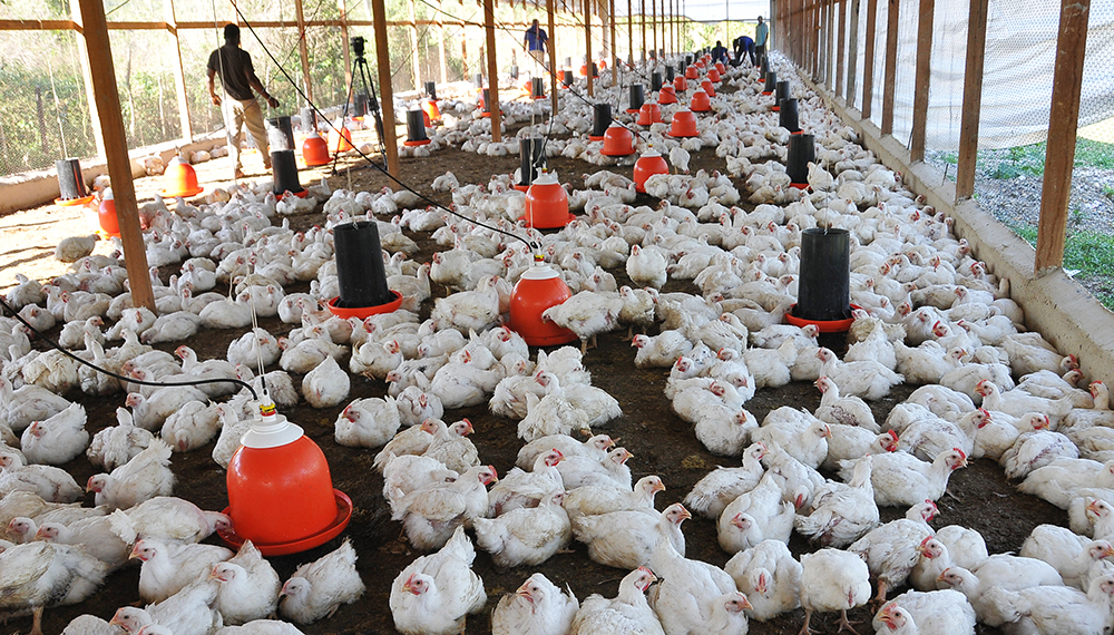 Empresa argentina ofrece pagar sueldos con pollos por falta de dinero