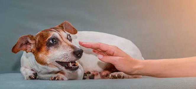 1 de cada 3 perros sufre “ansiedad por separación”
