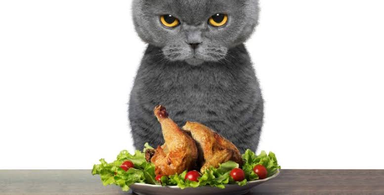 Gato quedó ciego por una dieta viral recomendada por influencers