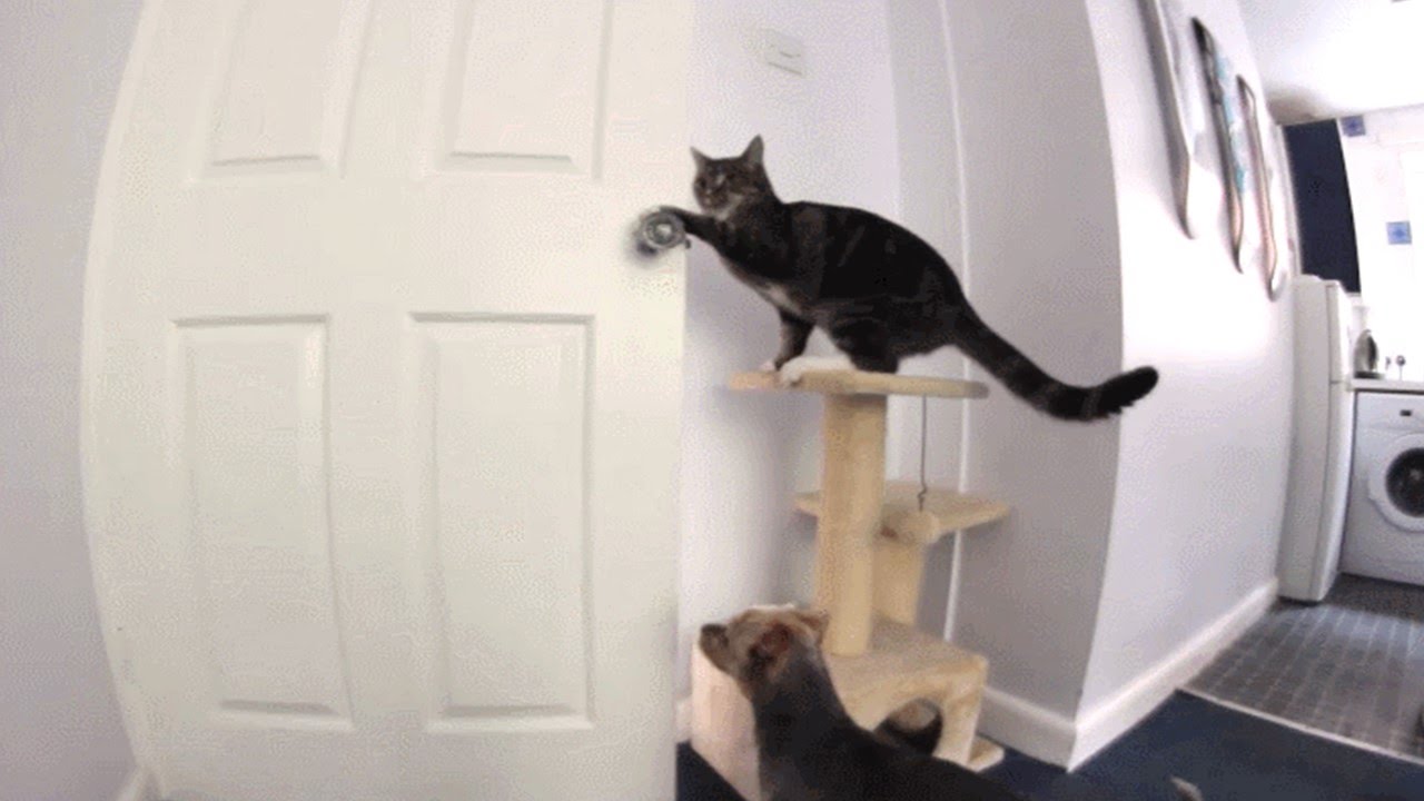¿Por qué los gatos odian las puertas cerradas?