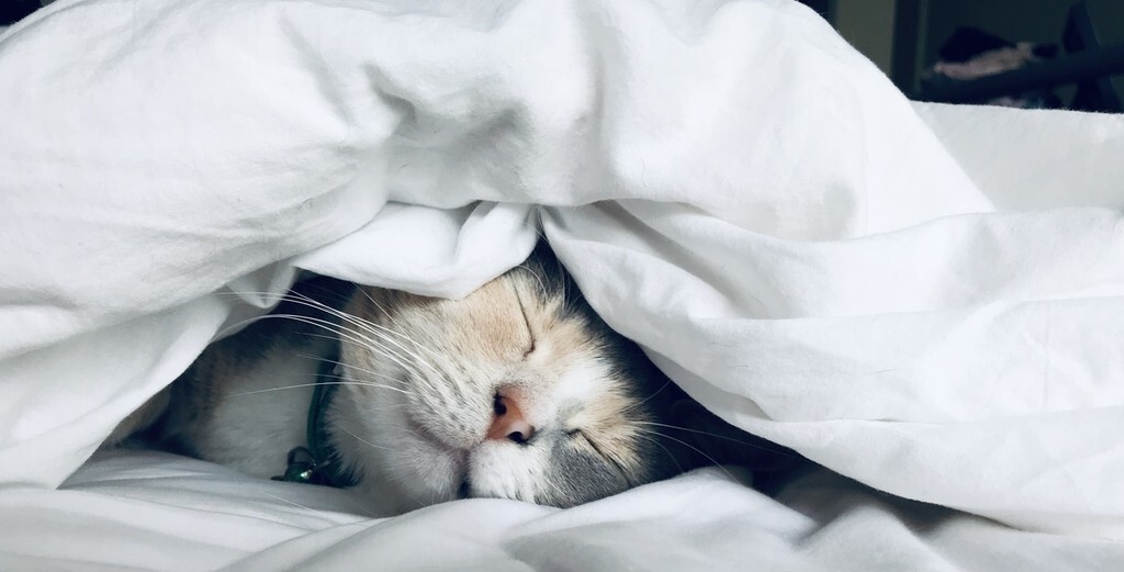 ¿Dormir siesta a diario podría aumentar el riesgo de demencia?