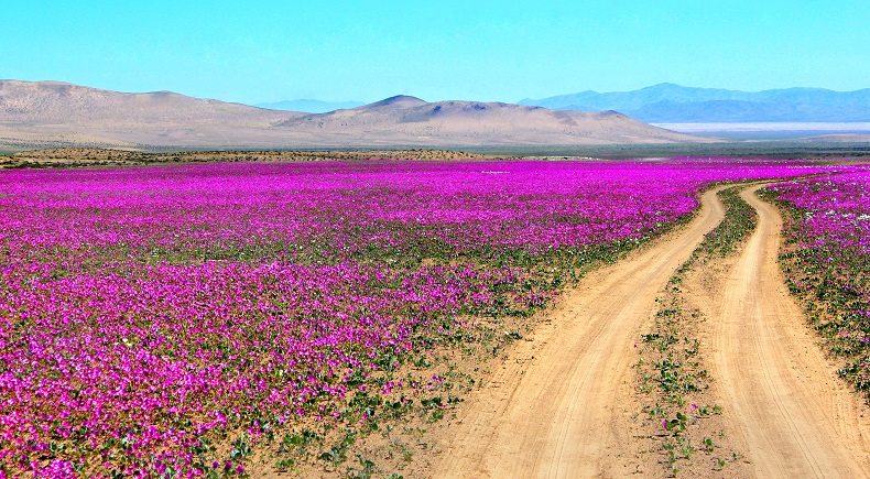 Descubren quién poliniza el Desierto Florido de noche