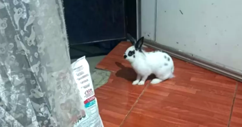 Coneja frustró robo en casa de una jueza en Argentina