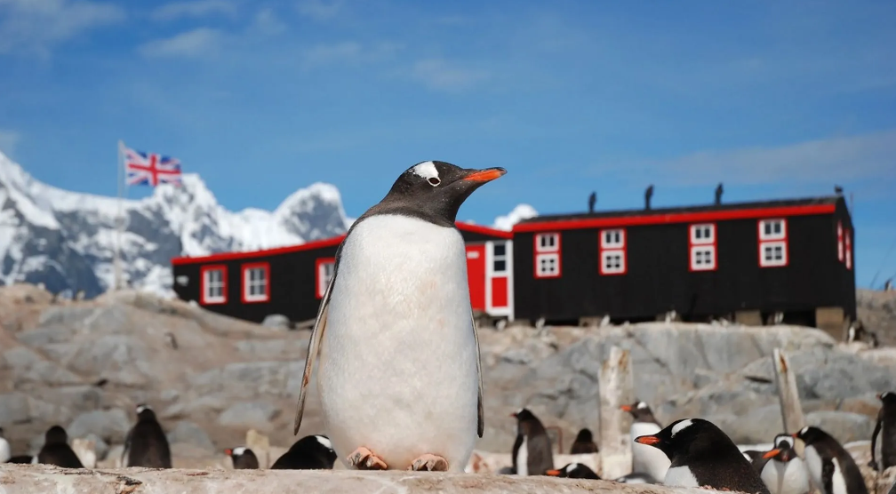 Buscan trabajadores para contar pingüinos en la Antártida