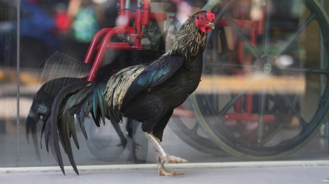 Martín, el gallo que lleva ocho años esperando en un hospital