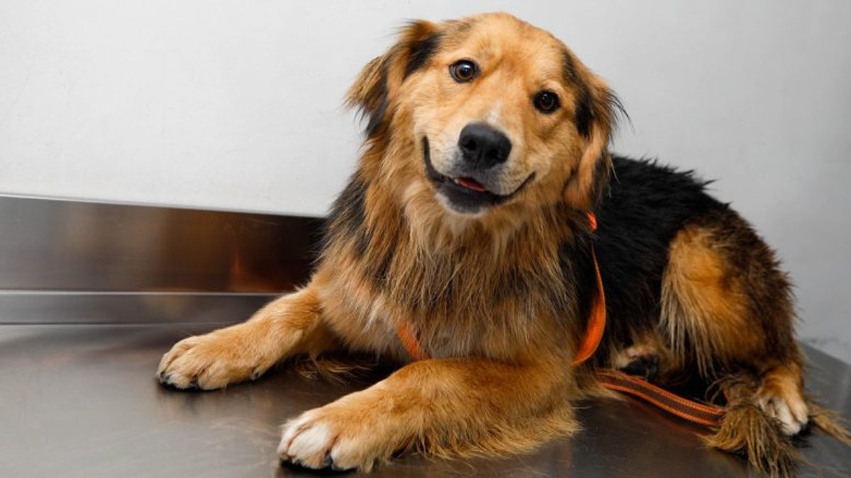 Morocho fue adoptado por la Municipalidad de Santiago