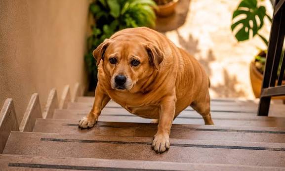 En India están buscando al perro callejero más gordo