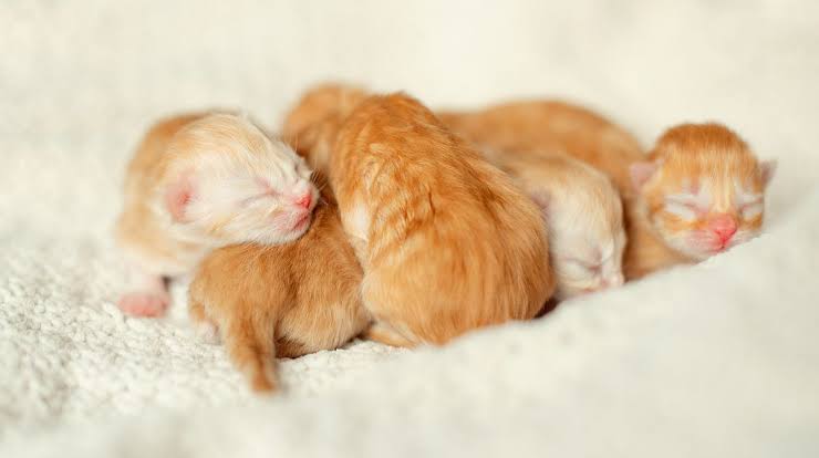 Según estudios, más gatos signfica mayor felicidad