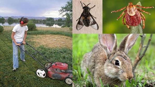 Ojito con la tularemia: fiebre del conejo preocupa en Estados Unidos