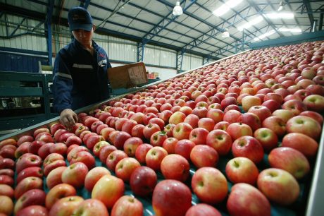 Exportadores chilenos de fruta se defienden por productos retirados en Estados Unidos