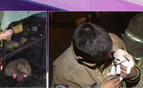 Rescatan a animales de incendio que afectó a mall Parque Arauco