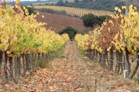 Aurelio Montes: "Mi rol ahora es empujar el precio promedio de vino...una vez que tengamos precios más dignos, tendremos una industria más próspera"