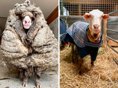 Encontraron a una oveja salvaje con más de 35 kilos de lana y la salvaron de la muerte