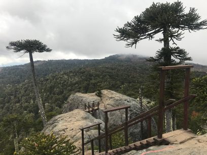 Aseguradores de Chile y situación en la Araucanía: "Hoy día claramente estamos desbordados"