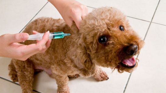 Calama: Vacunan al menos a 100 personas con dosis para perros