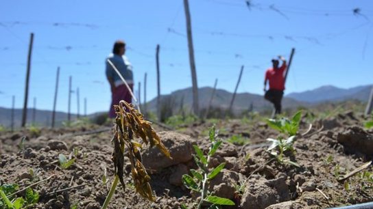 La megasequía en Chile obliga a decretar emergencia agrícola en cuatro regiones