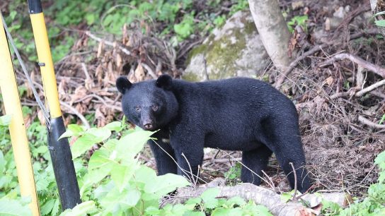 Al ritmo del rock: Japón busca evitar ataques de osos con una peculiar campaña