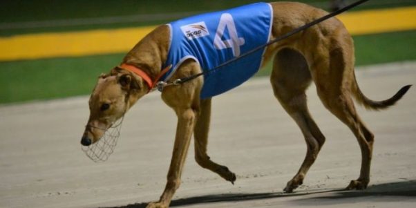 Cámara de Diputadas y Diputados rechaza proyecto que buscaba prohibir carreras de perros en Chile