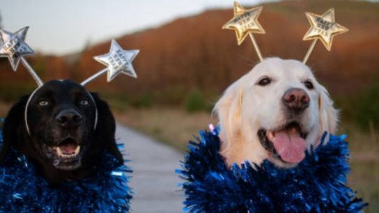 Año Nuevo: Consejos para cuidar a tus mascotas de los fuegos artificiales