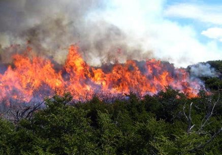 Onemi reporta 50 incendios forestales a nivel nacional