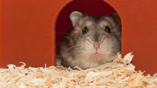 Hong Kong sacrificará dos mil hámsters luego de dar positivo por Covid-19