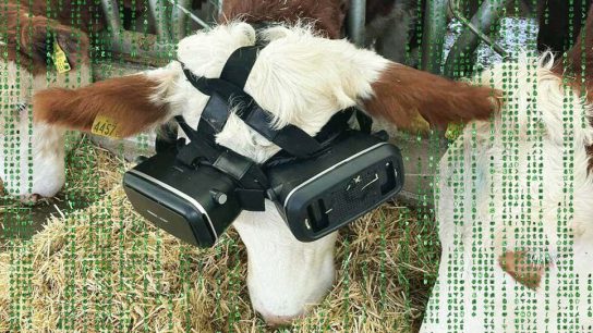 Vacas fueron sometidas a 'realidad virtual' para producir más leche