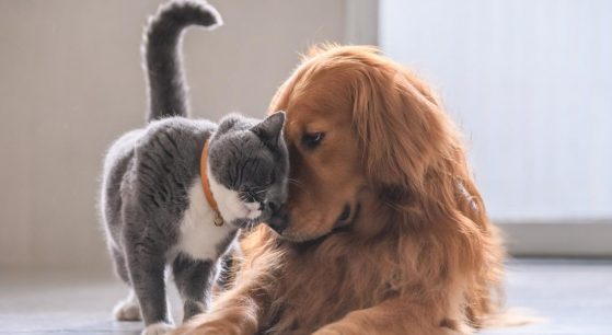 Inédito estudio concluye que las mascotas forman parte de la familia y contribuyen a la felicidad