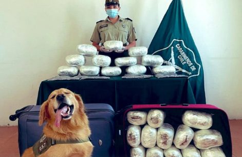 "Darwin", perro que forma parte del OS7 Carabineros, incauta 33 kilos de drogas en Atacama