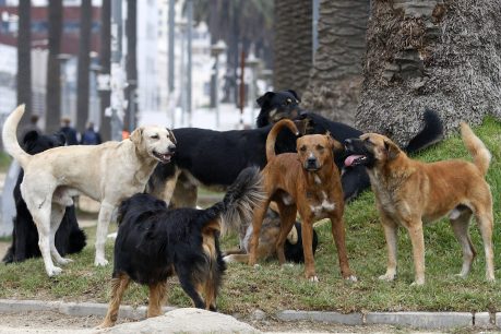 Tongoy cuida a los perritos callejeros y les proporciona 'hogar'