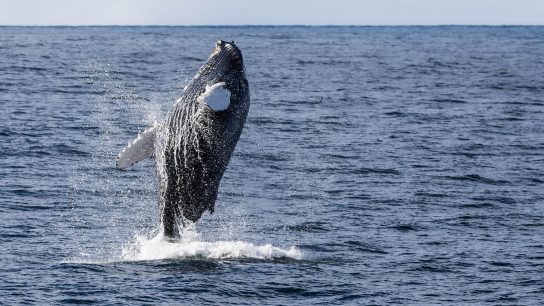A partir de 2024: Islandia dejará de cazar ballenas