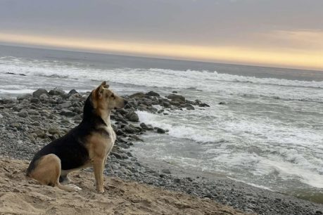 Perrito espera a diario en la orilla de la playa a su dueño pescador que falleció