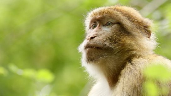 Gobierno decretó Alerta Sanitaria en Chile a causa de la viruela del mono