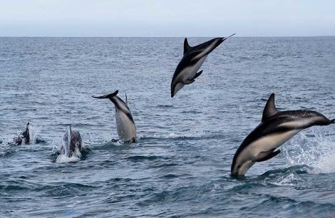 Manada de delfines grises sorprende en las aguas de Valparaíso