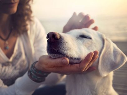 Los perros lloran de alegría al encontrarse con sus dueños, según un estudio