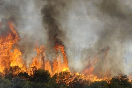 ¿Cómo ayudar a los damnificados por incendios forestales?: Revisa la información sobre centros de acopio