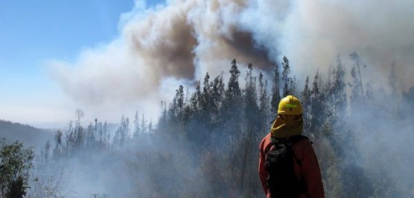 Gobernador del Ñuble e incendios forestales: “Desplegamos todo lo que teníamos, pero vimos que no sería posible combatirlos con nuestros recursos”