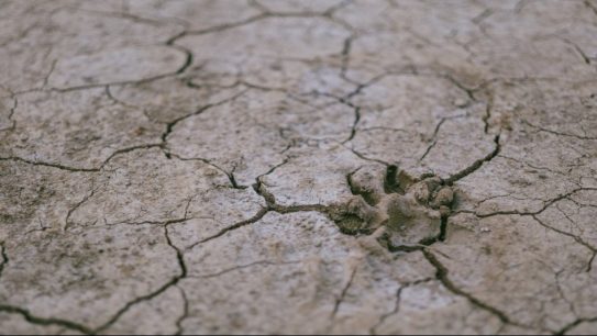Podcast Megatalks sobre crisis hídrica en Chile: "No hay forma de producir alimentos si no es con agua"