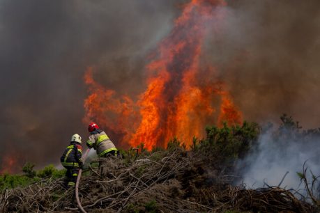 Suzanne Wylie de Fundación Reforestemos: "Se espera que sea una de las temporadas de incendios más trágicas en la historia del país"