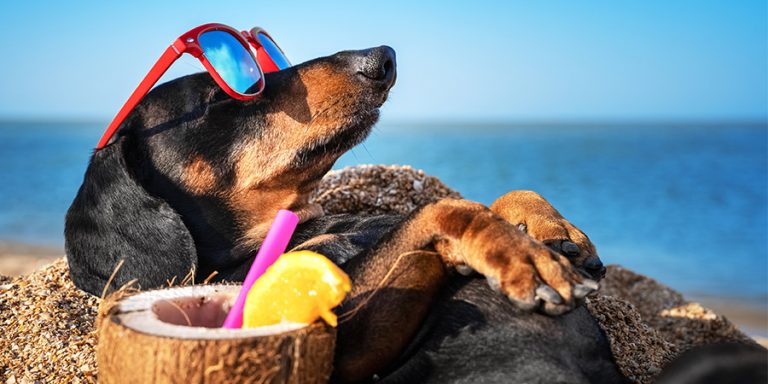 ¿Cómo proteger a tu mascota frente a las altas temperaturas?
