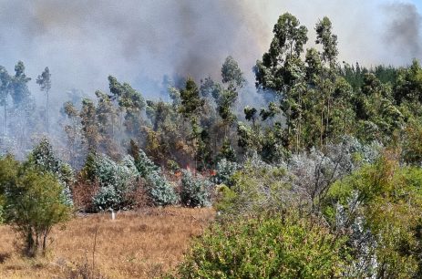 Incendios forestales: 19 fallecidos, más de 43 mil hectáreas afectadas y extensión del toque de queda en evaluación