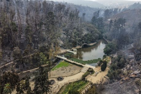 La historia del Jardín Botánico de Viña del Mar y las cifras que dejó el incendio