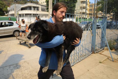 Incendios en Valparaíso: Como ayudar a las mascotas afectadas
